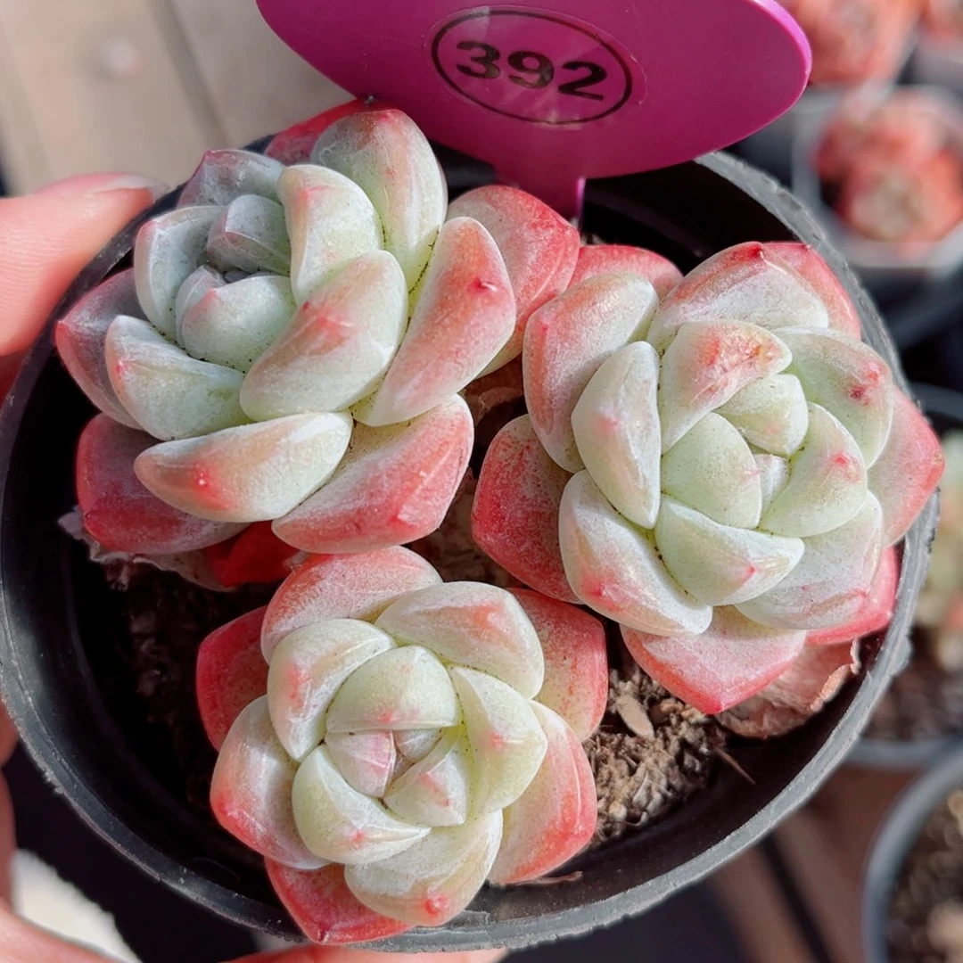 392号小老桩冰玉群