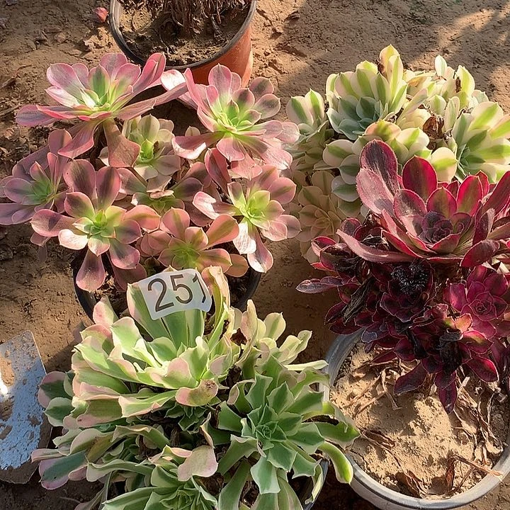 无花朵251四颗多肉植物组合