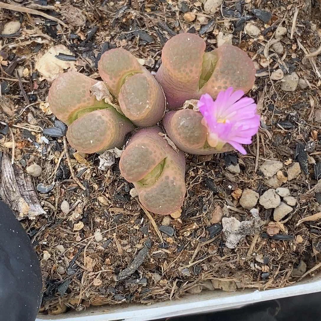 1001-107-樱花风铃。