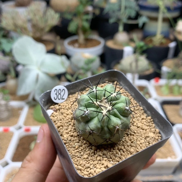 自根黑王丸仙人球脱土