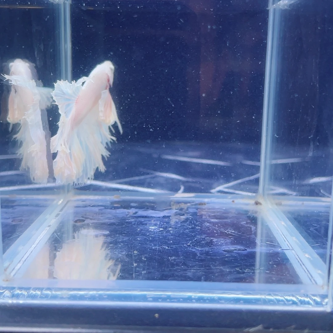 斗鱼印尼进口斗鱼清 201