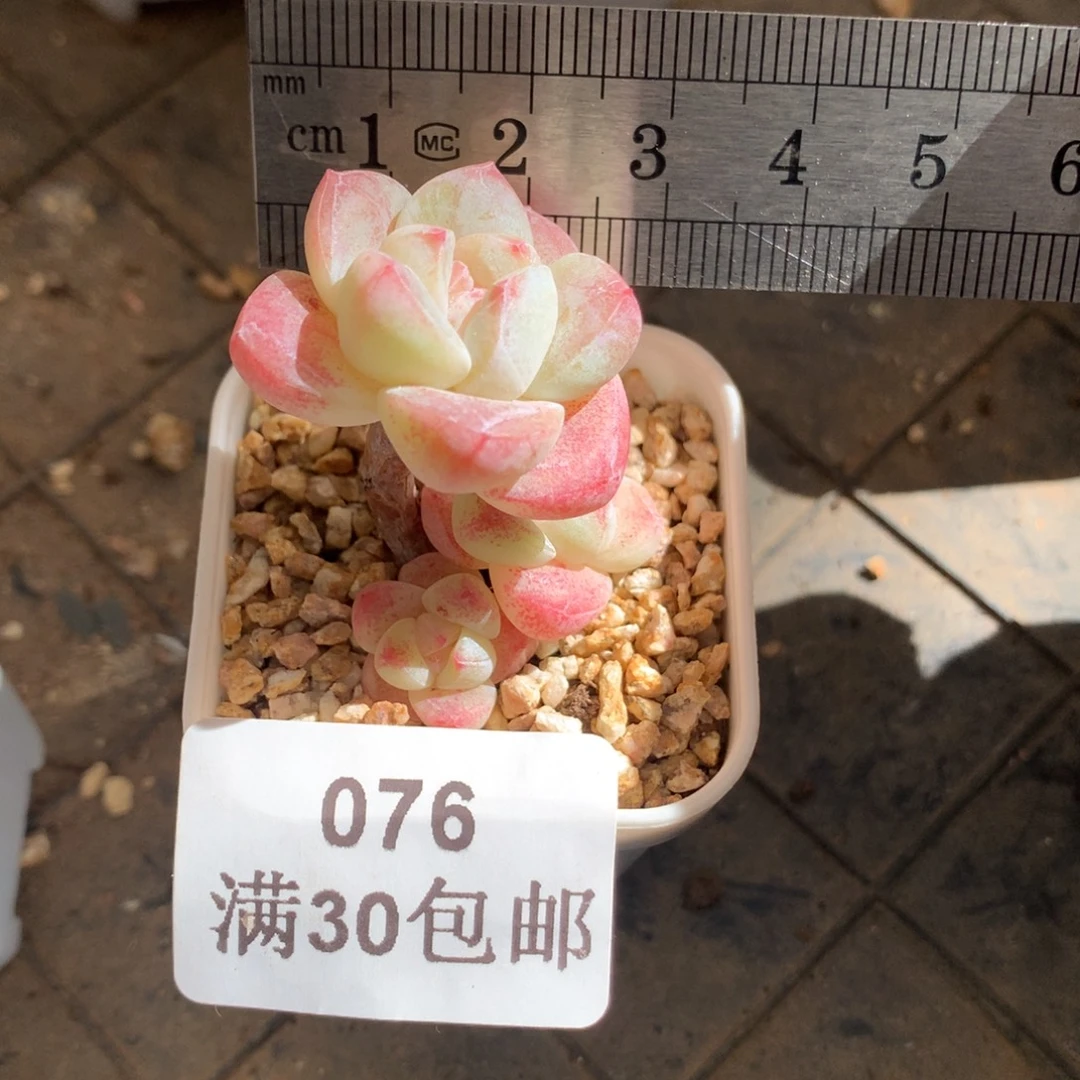 76。mini小腿三头冰玉。