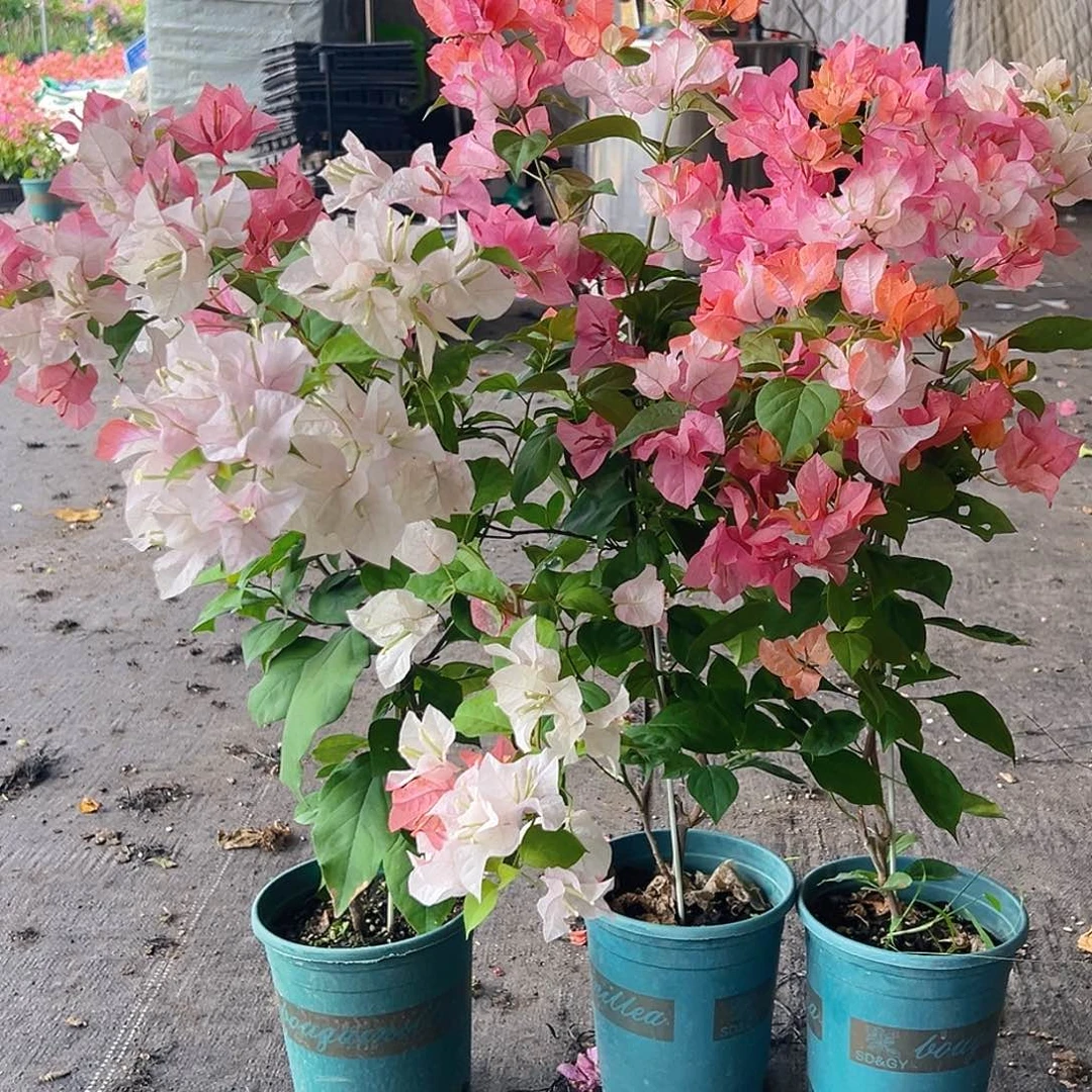 当前无花栽培后可以开花橙口红带竹一颗
