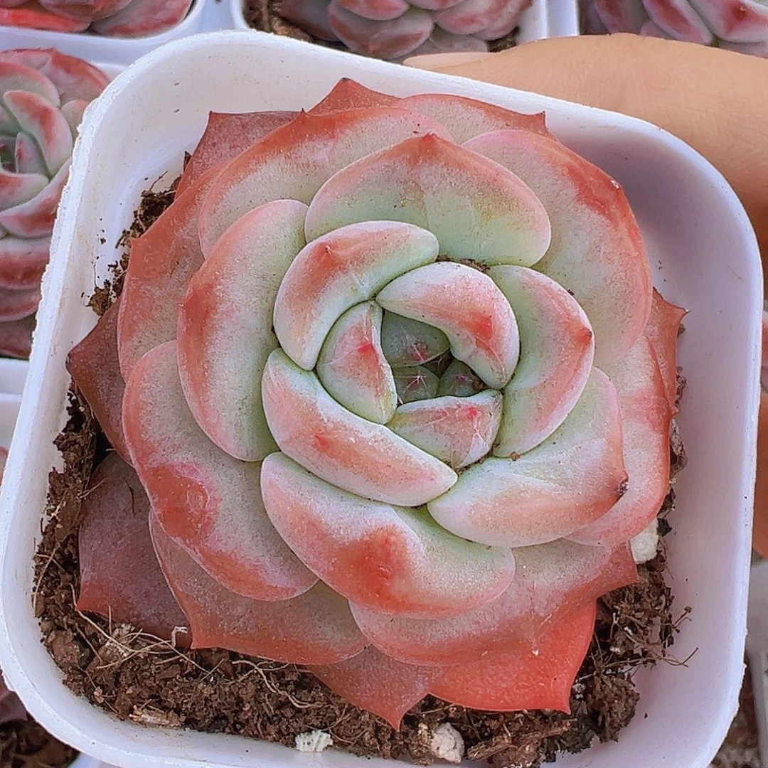 紫影19包邮多肉植物