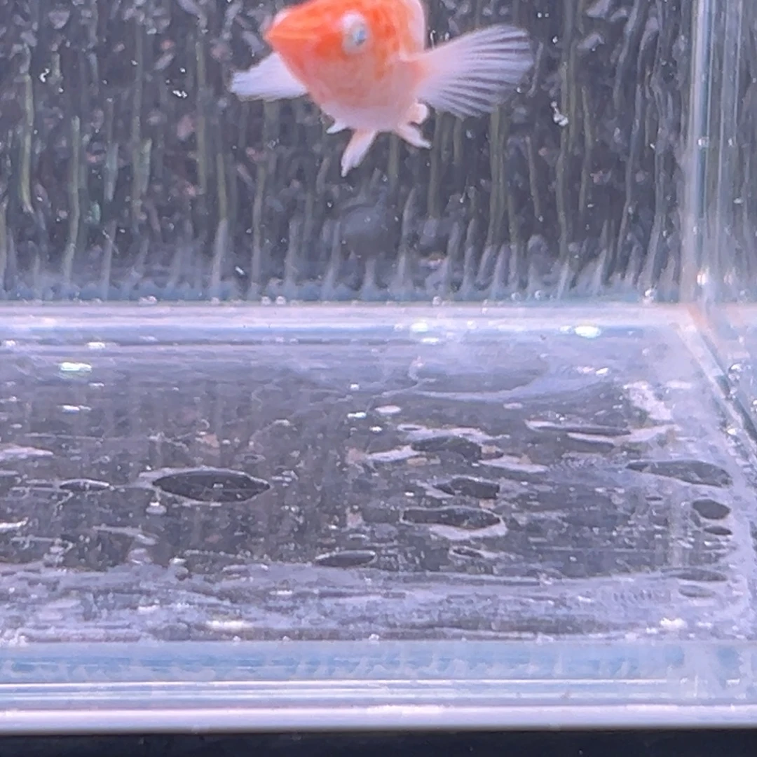 孔雀鱼玛丽崽子一条