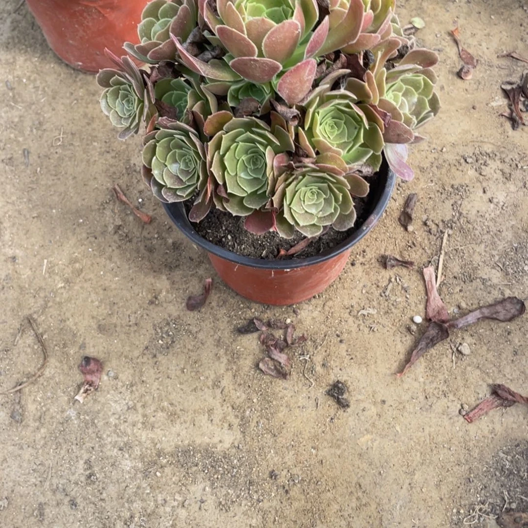 3592荷兰法师多肉断枝不包