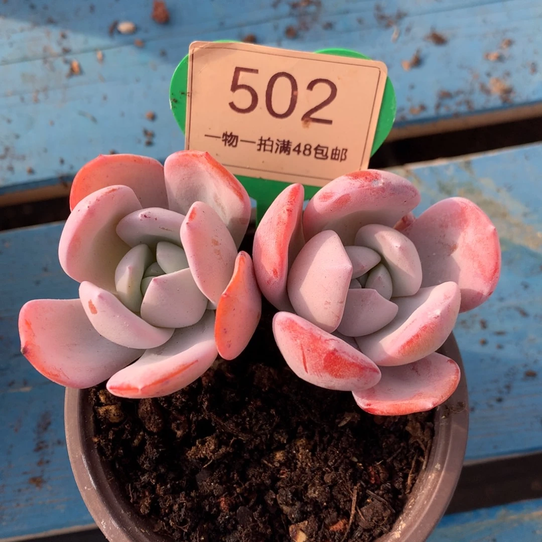 韩版奶茶开播福利502