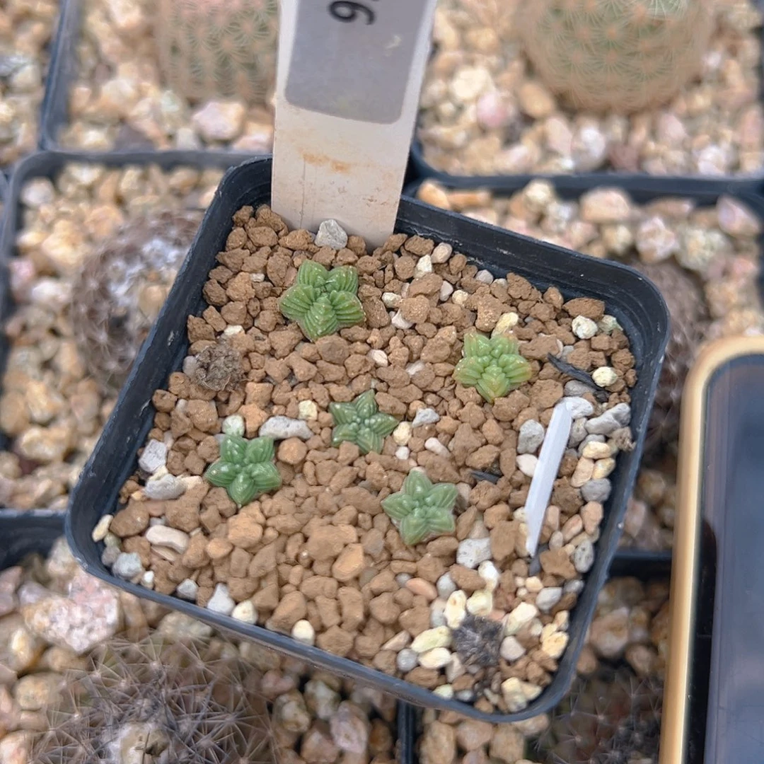 安***c1376五星花笼实生裸根发货