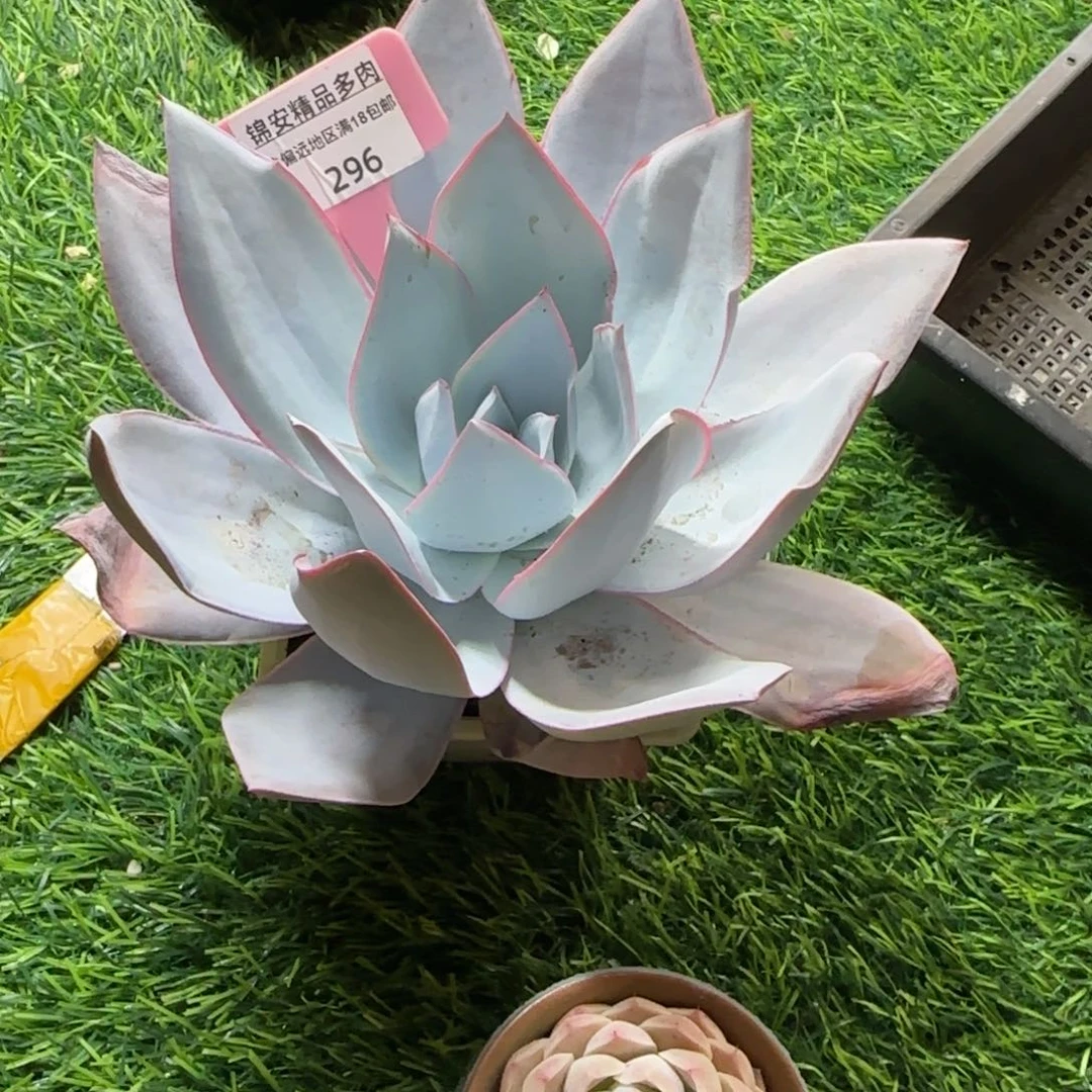 锦安精品多肉植物296