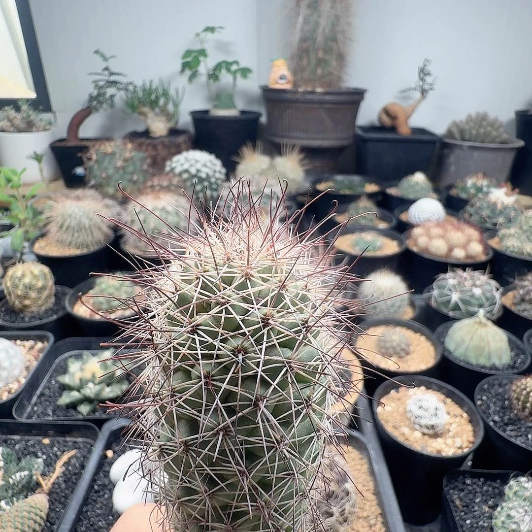 实生秀明殿脱土发货