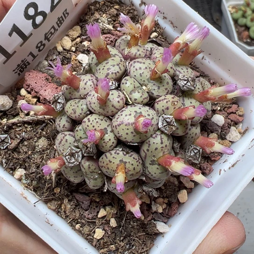 【闪购商品】1182……