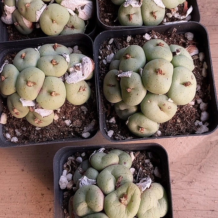 139吕氏大饼一群。