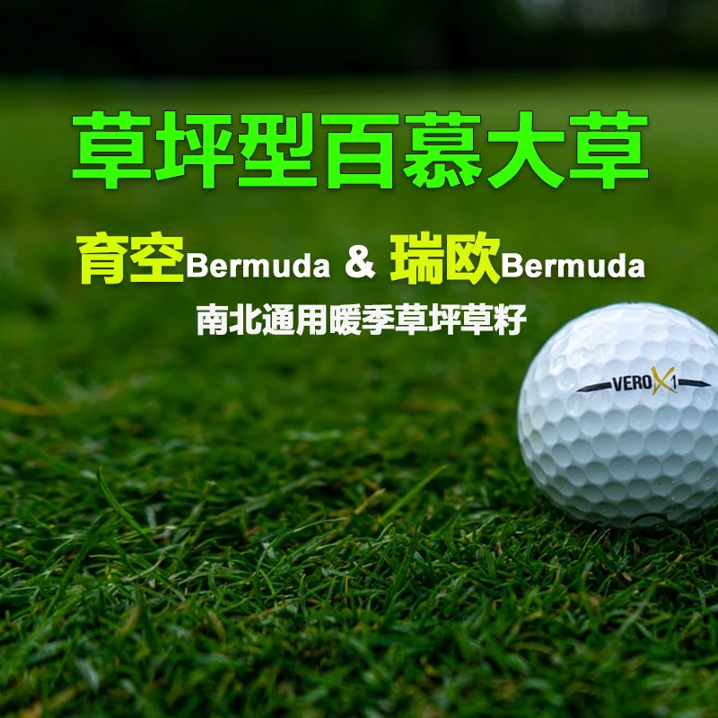 草坪型百慕大草籽草皮瑞欧百慕大草籽育空百慕大草籽草种子绿植