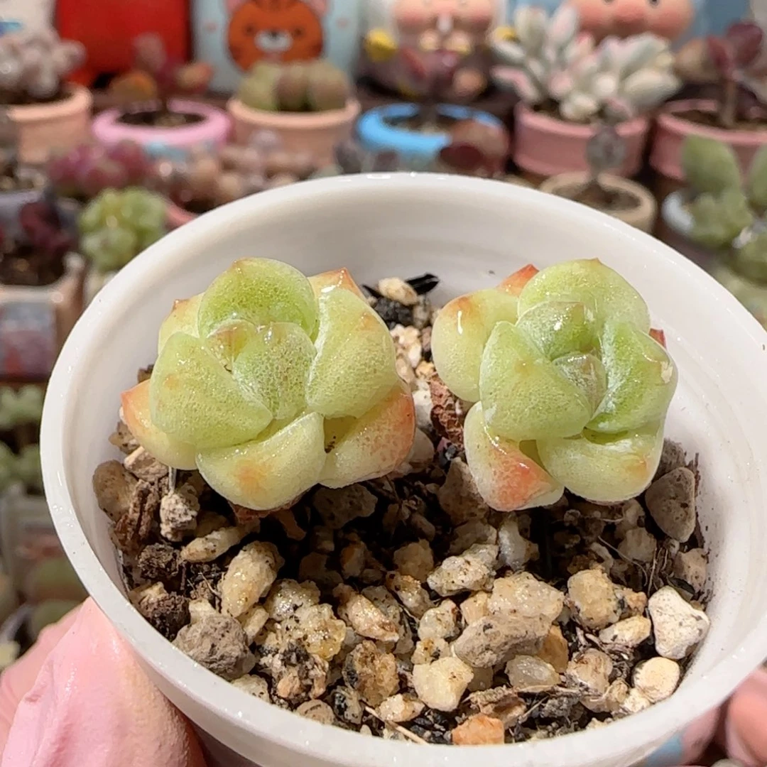 T冰玉盆口   3.5cm