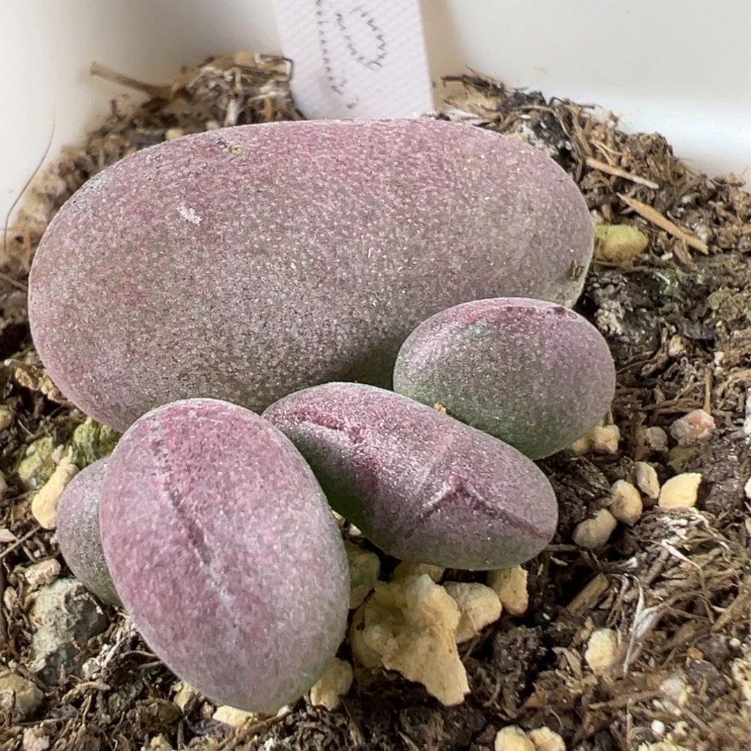 w球球紫蛋多肉植物水泡