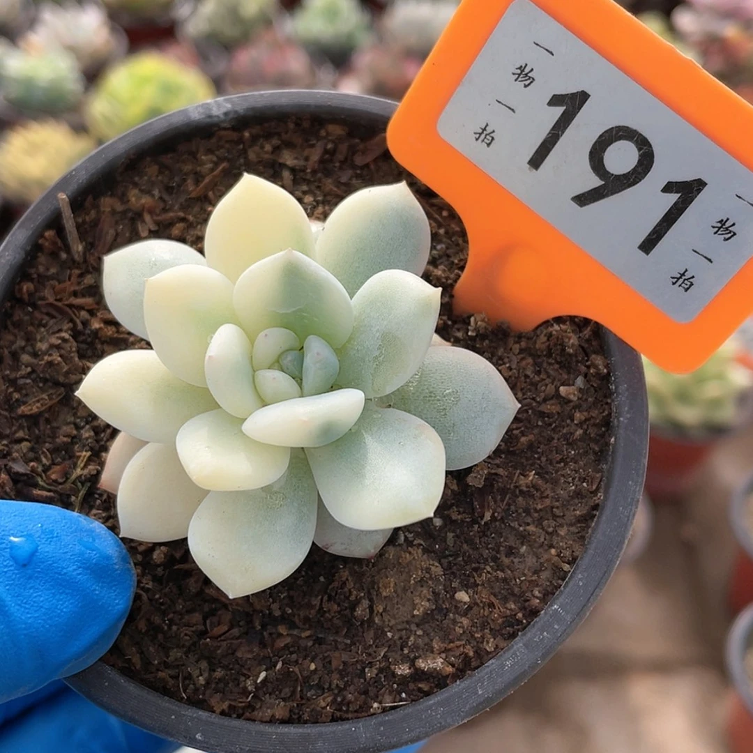 【闪购商品】橙*。191号