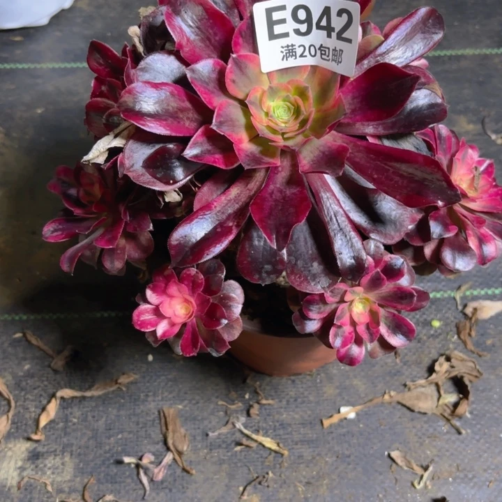 瑞妈一物一拍942