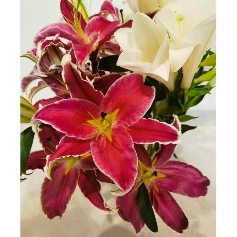 【印第安纳】 百合花   真花 鲜切花  一单中通，两单顺丰发货 云南