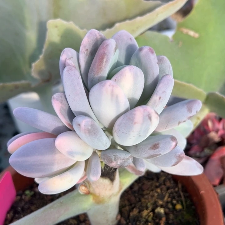 ****颜紫皮奶酪锦一物一拍锦龙