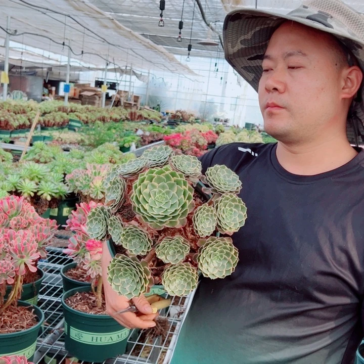粉花妖不售后多肉法师
