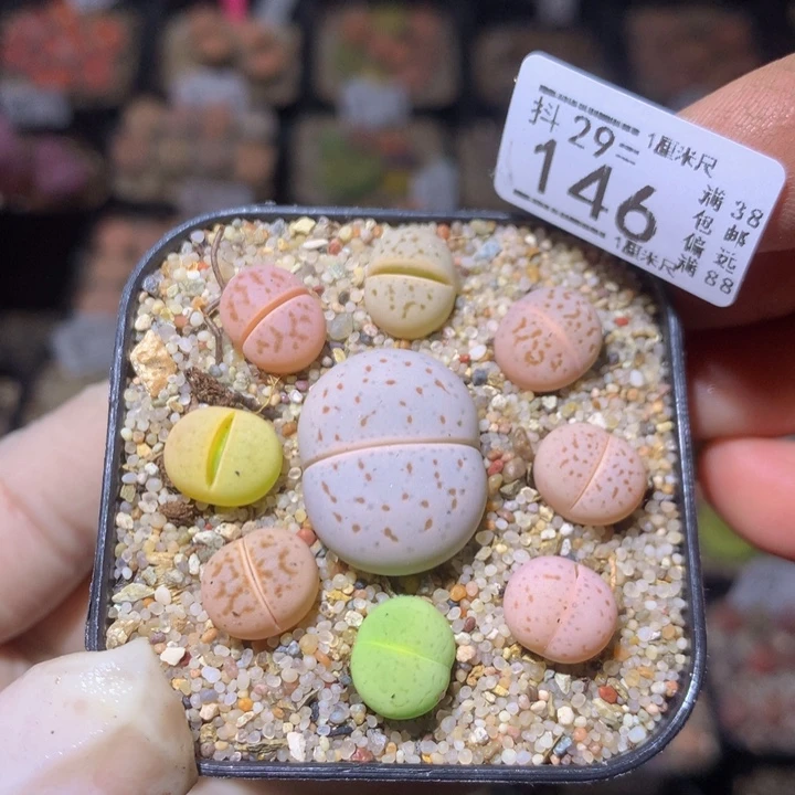 精品生石花29.146