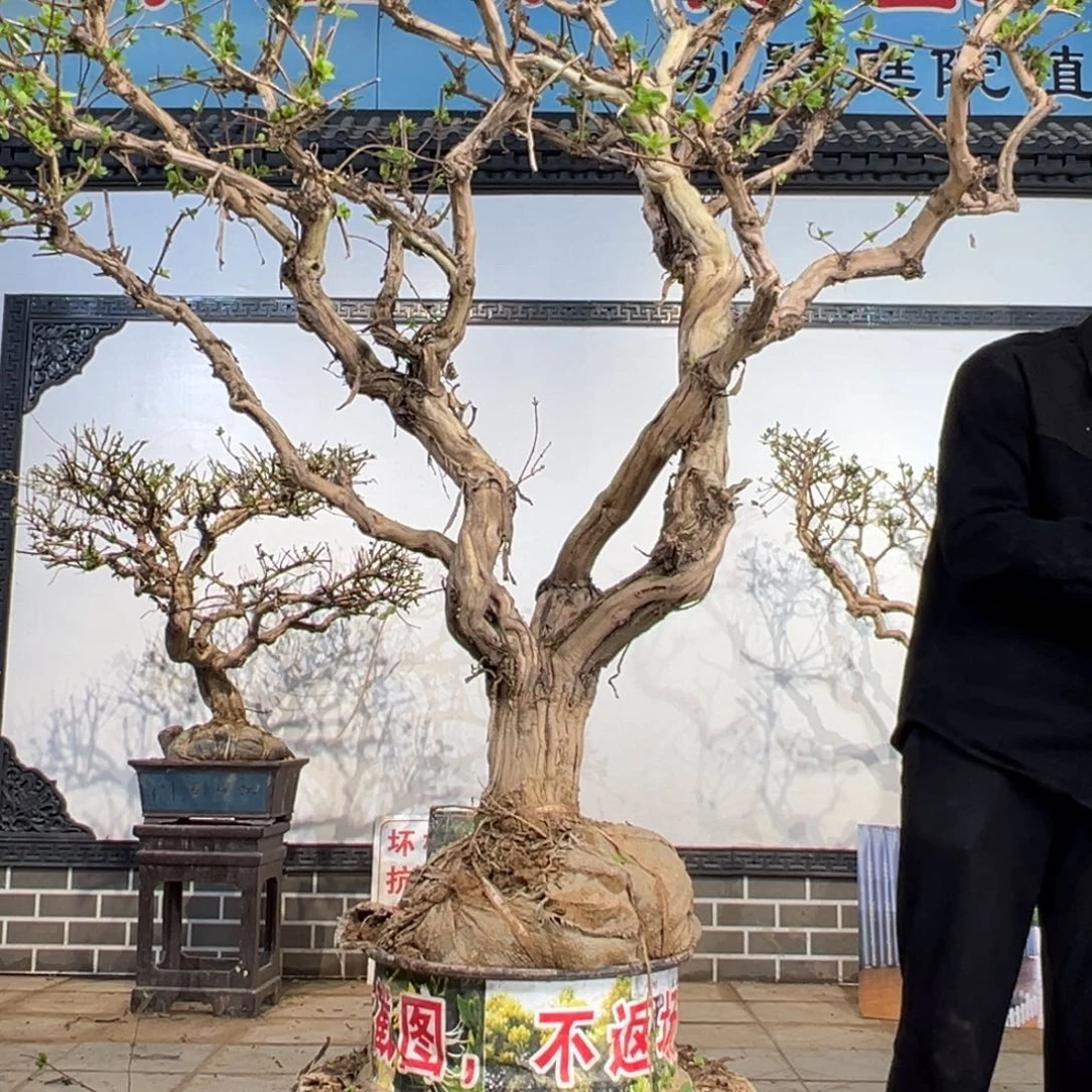 无花朵金银花开花366666665