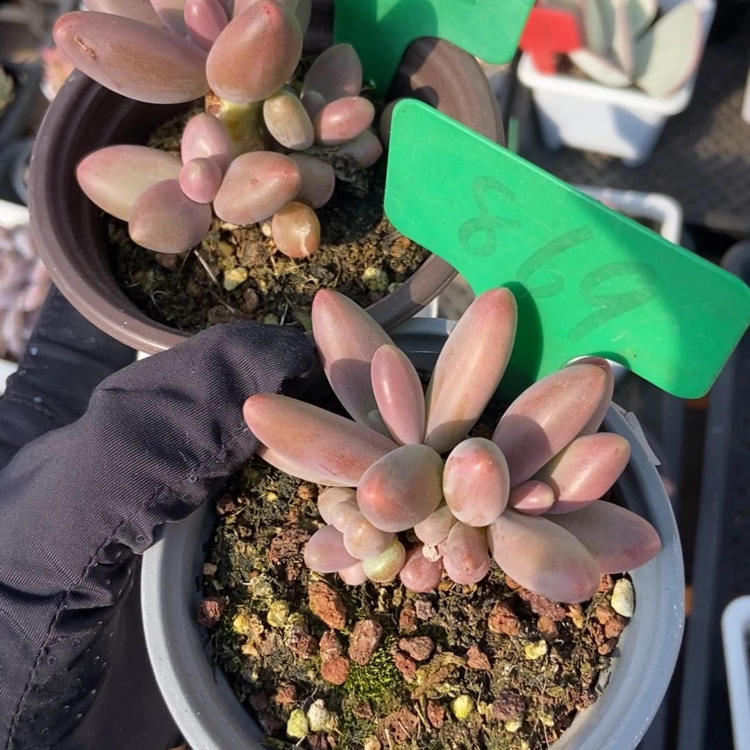 1632 869糖果美人多肉植物