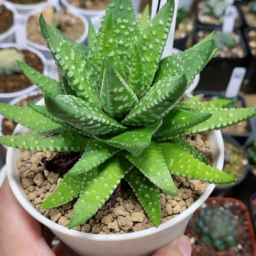 【闪购商品】11实生硬叶
