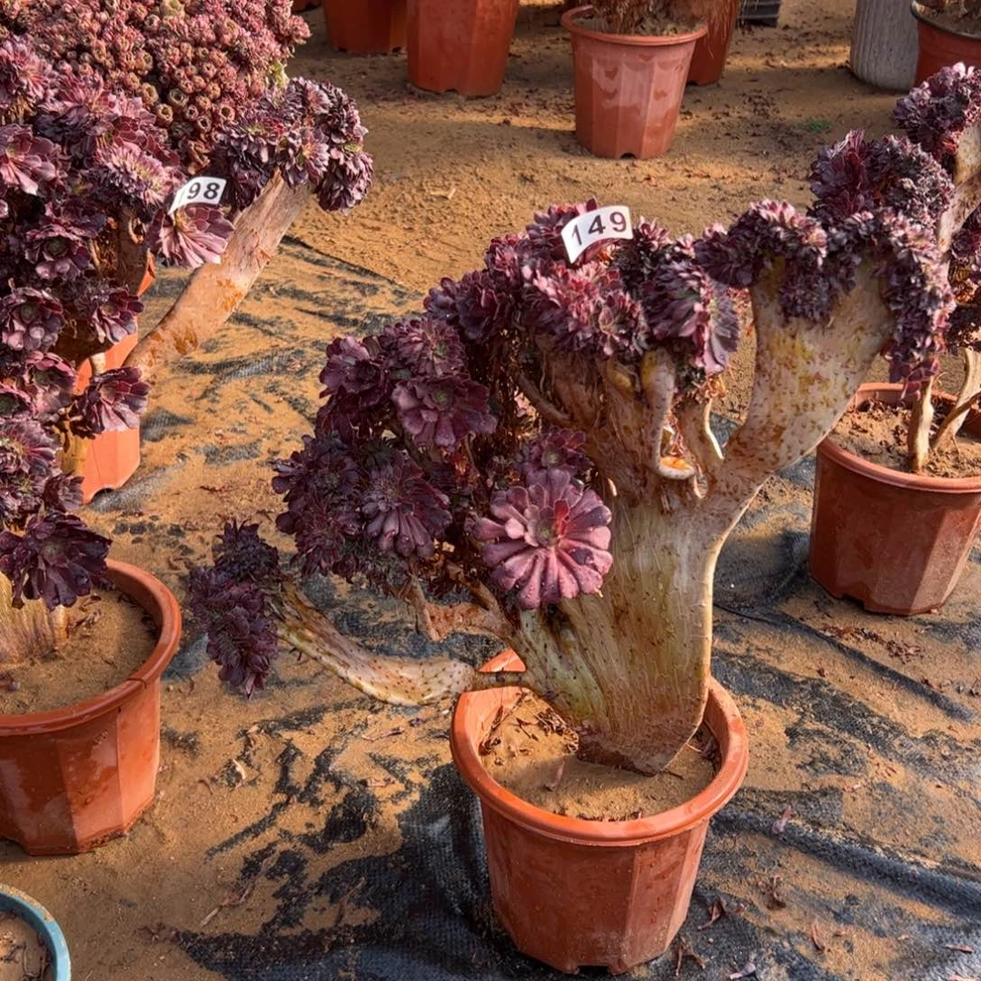 铜壶有伤149官府45