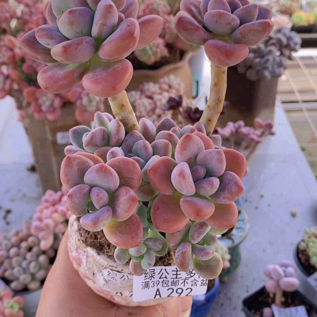 樱花洛神12cm292多肉植物