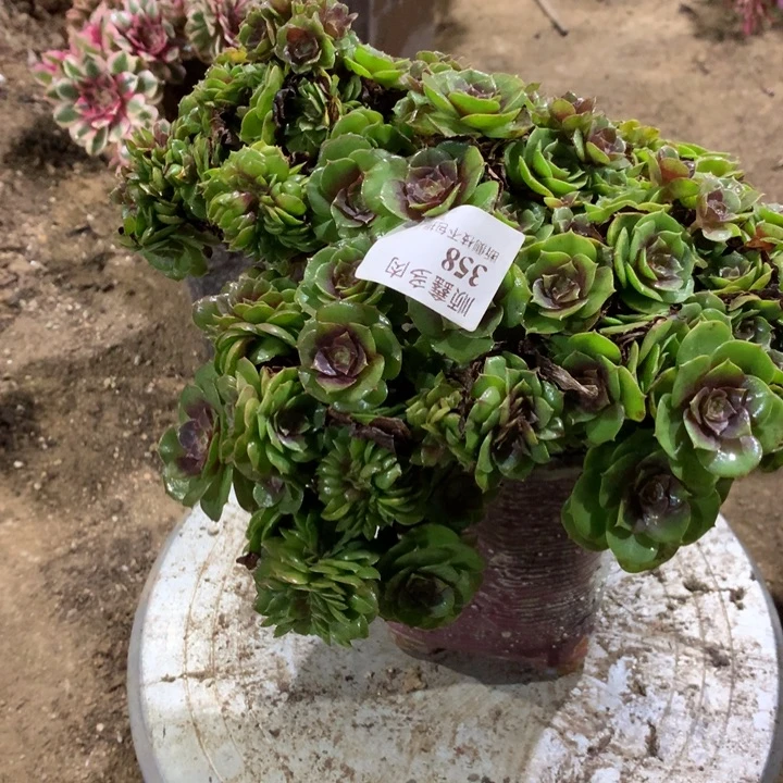 358万缀多肉植物特价