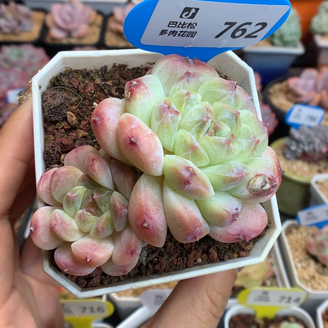 762双头冰魄多肉植物