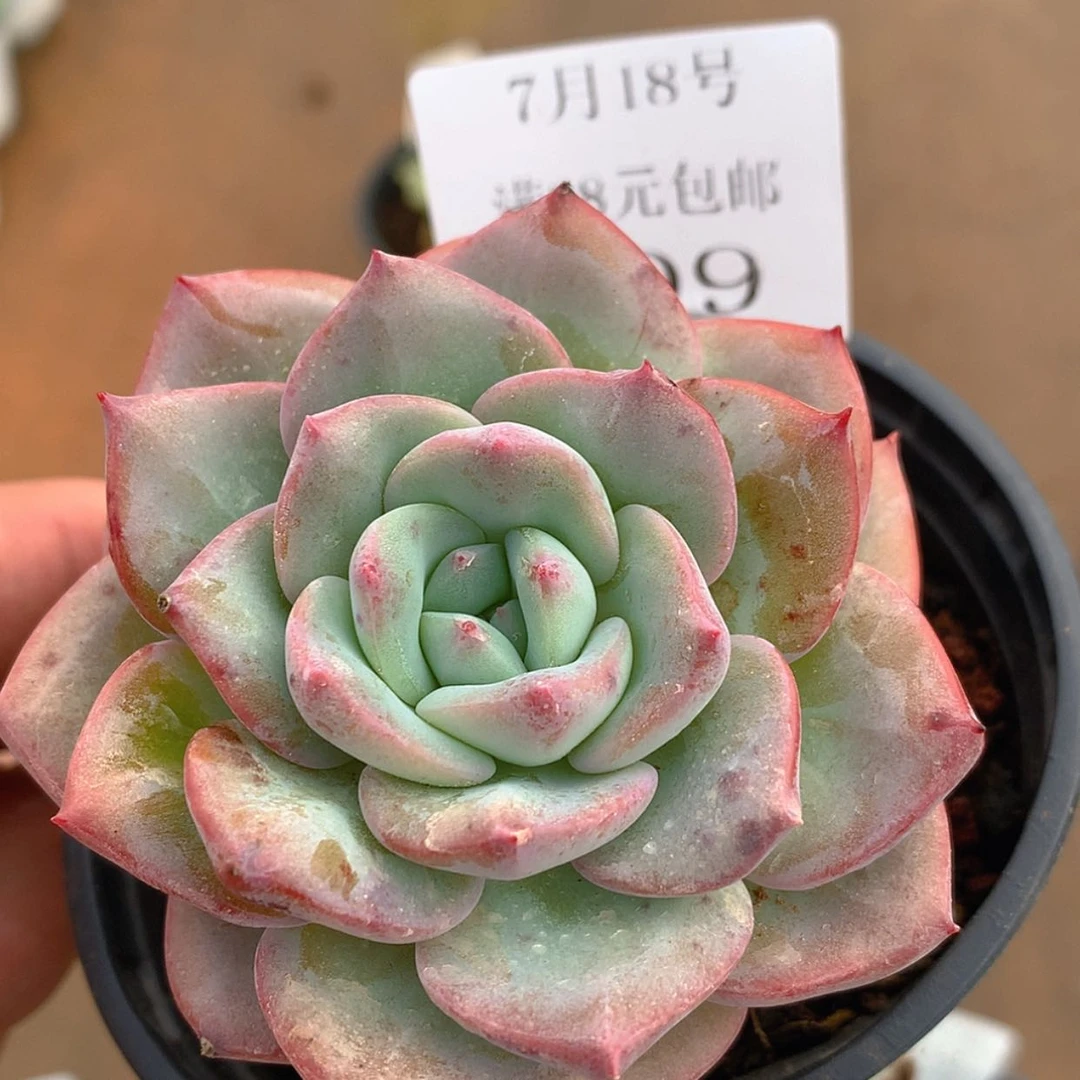 【闪购商品】云209号