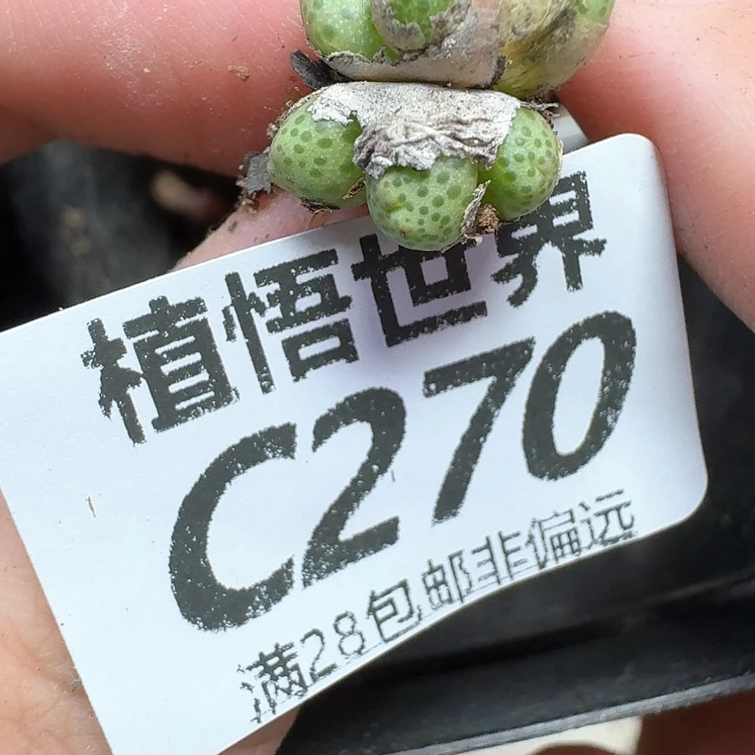 多肉植物的润泽发发