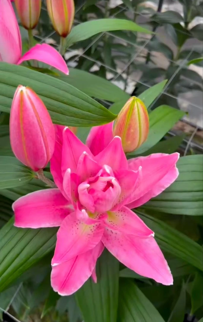 乔乔花屋1球轻舞12/14cm重瓣香水百合球不带盆土现货包邮