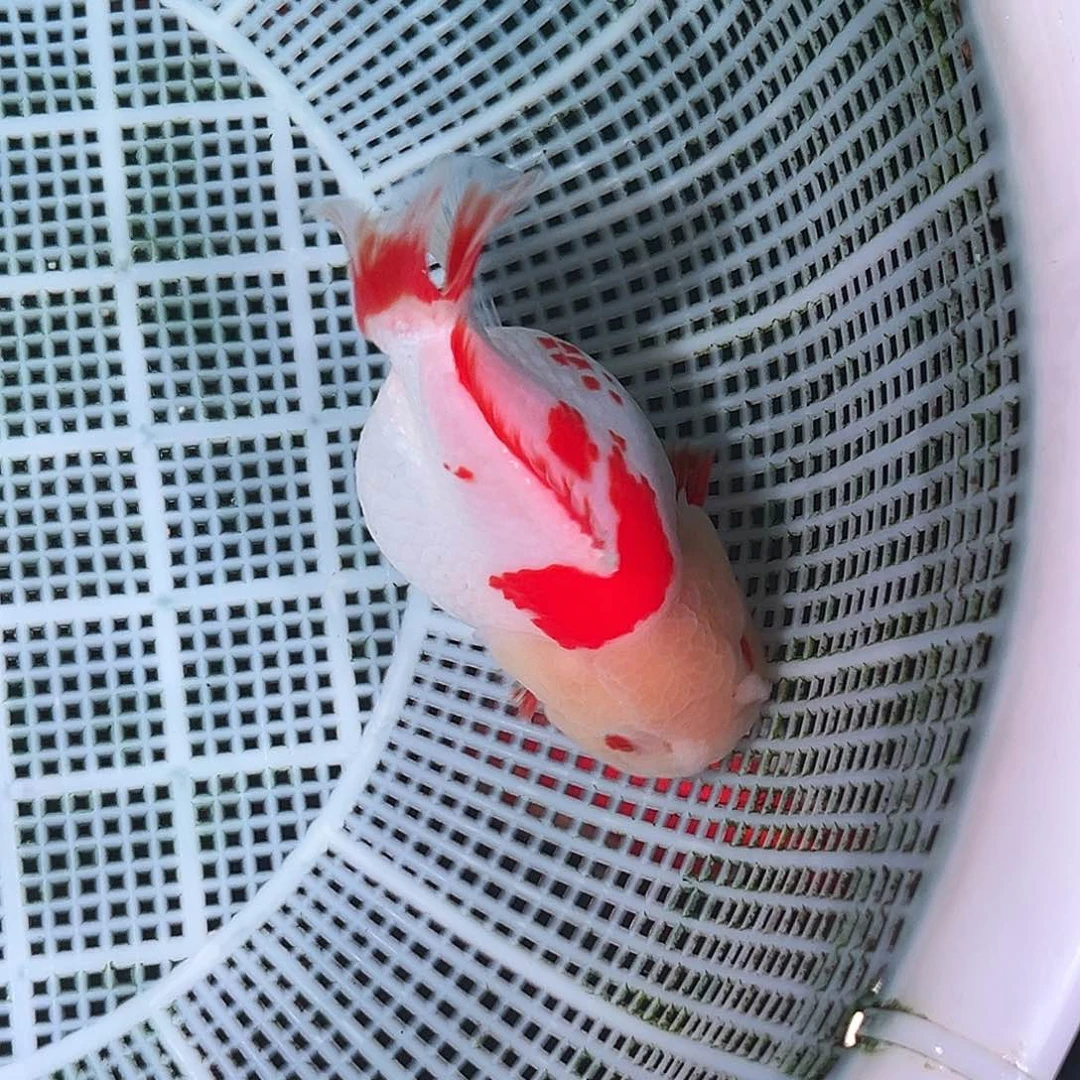 金鱼精品玛丽泰狮特色红白
