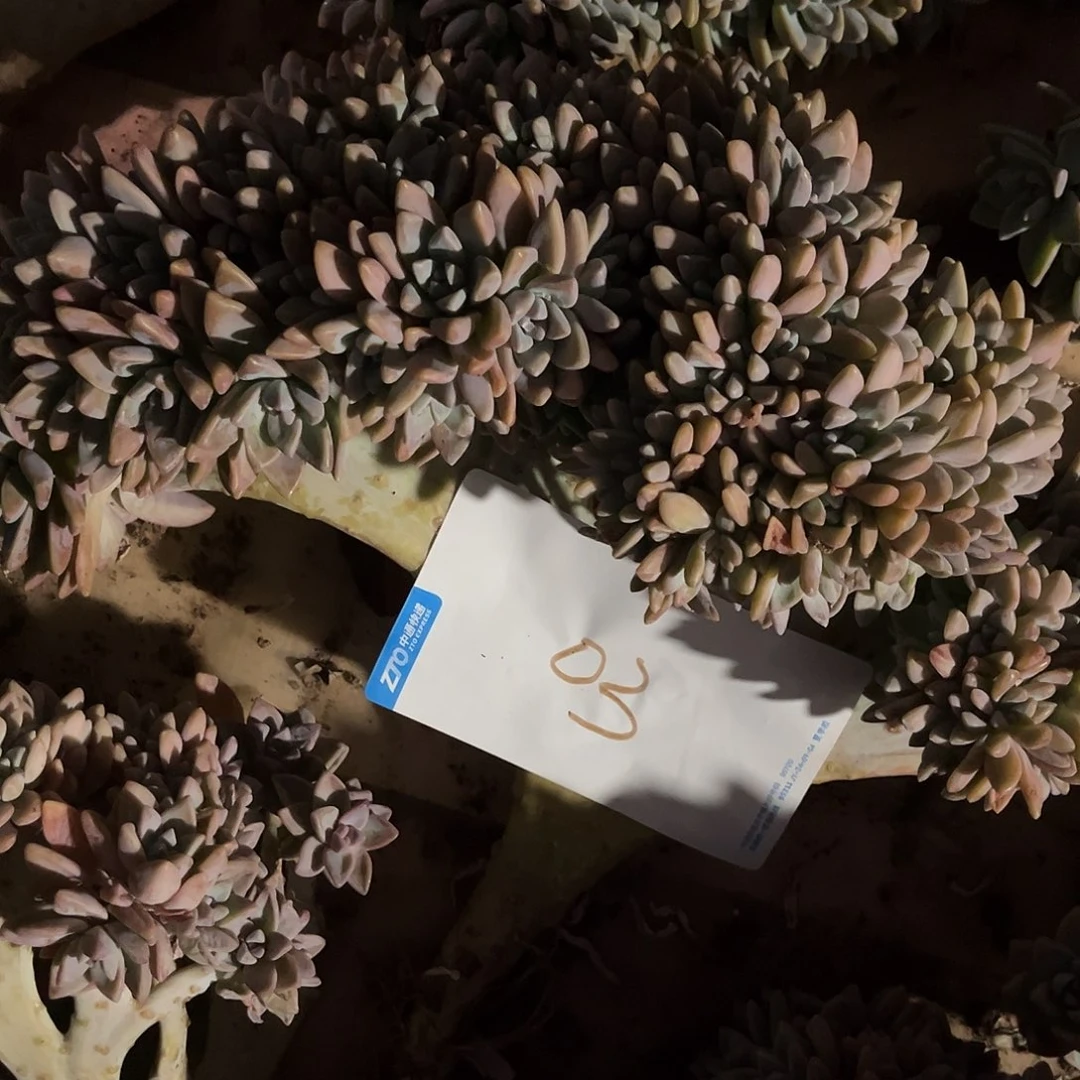 宜*多肉植物淡雪缀03