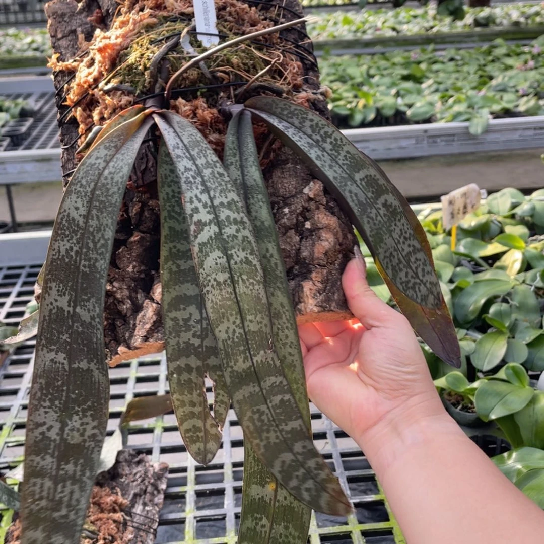 当前无花栽培后可以开花山採tkb