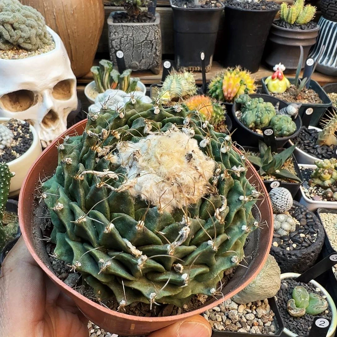 自根帝冠脱土发货