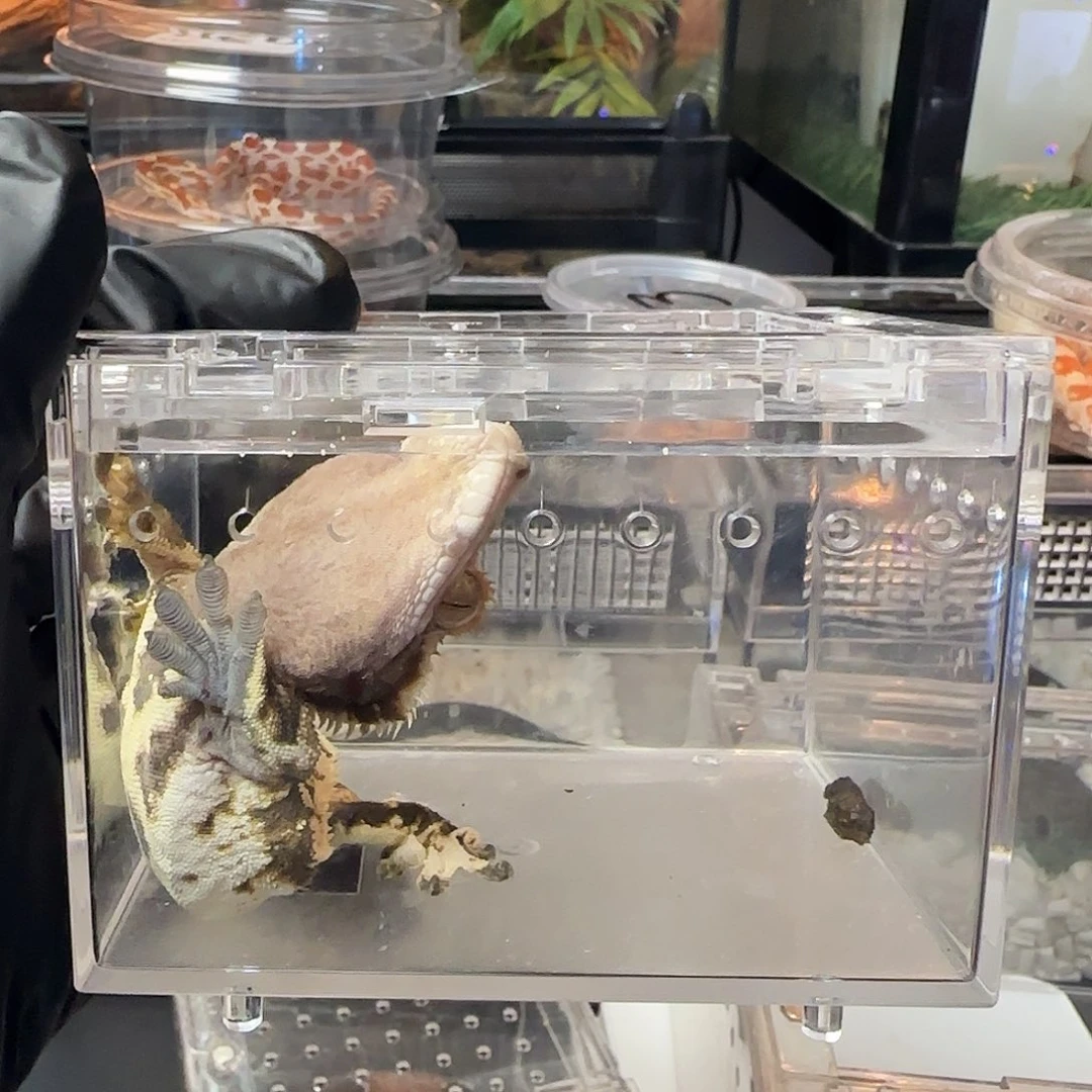 肥尾守宫000000052