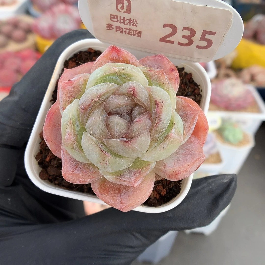 235 胖虎多肉多肉
