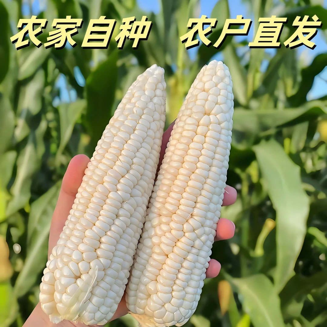 广西新鲜牛奶白糯玉米9斤带壳糯玉米棒子黏粘苞谷