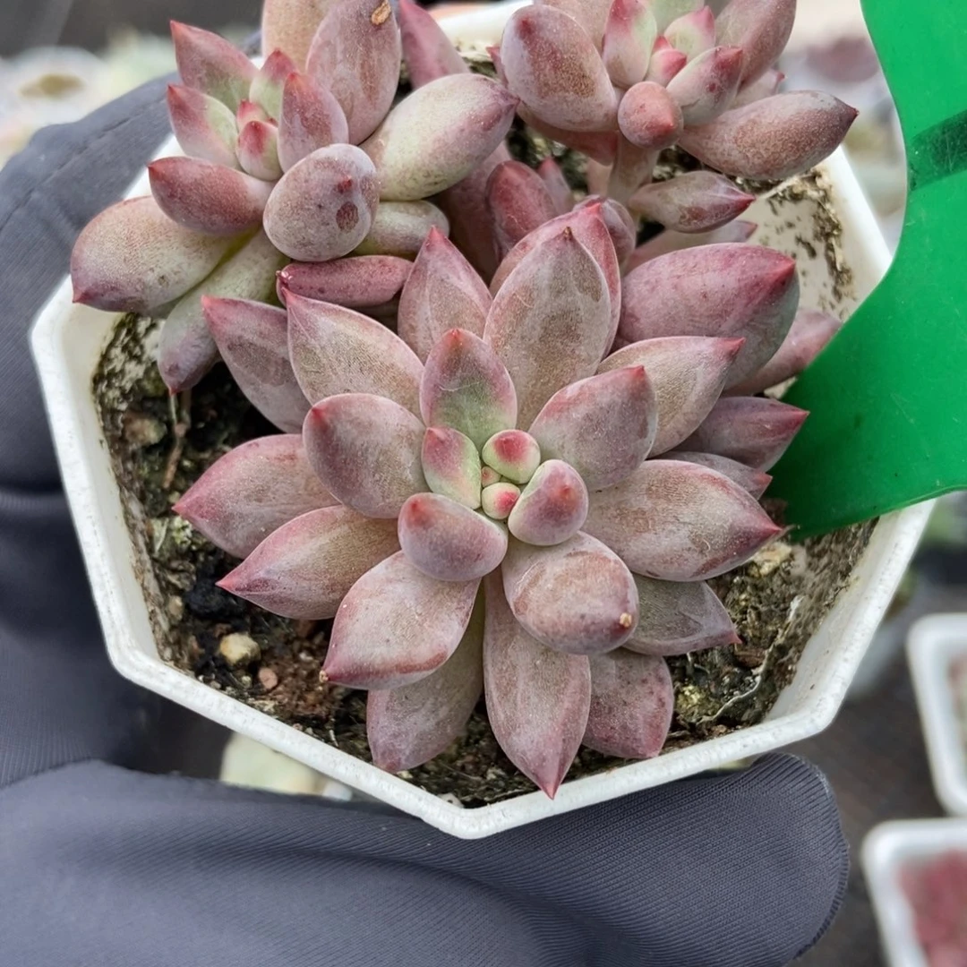760虞美人多肉植物