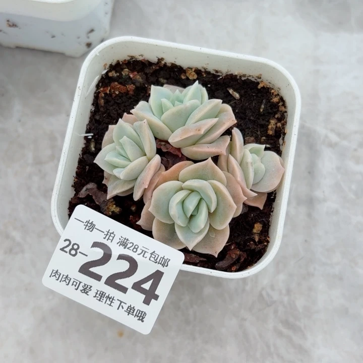 可爱玫瑰无盆土发货多