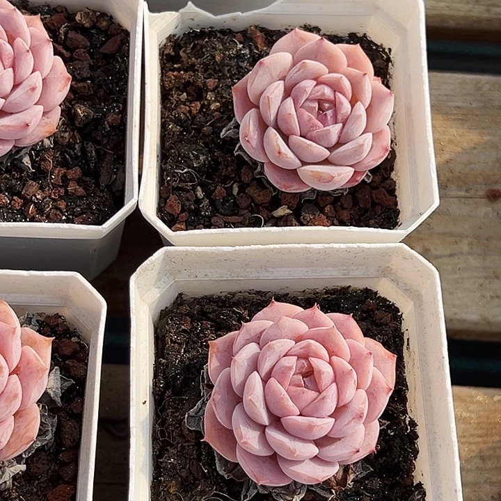 艾莉女王       福利多多