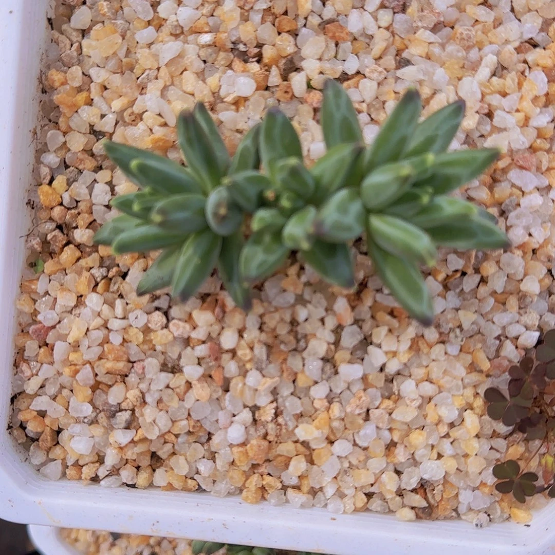 黑珍珠三头群生一物一拍