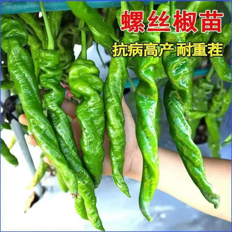 香辣螺丝椒苗辣椒苗高产辣椒苗辣椒种籽带土薄皮椒秧苗大果尖椒秧