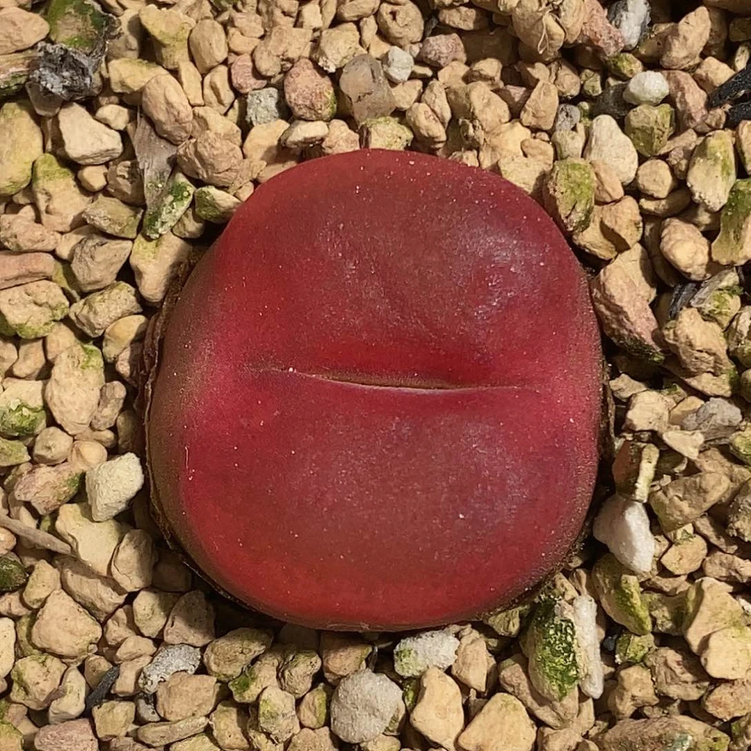 0814-52-大年份母本毛一颗。