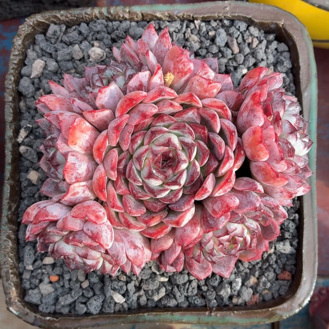 多肉植物 油画向日葵-4