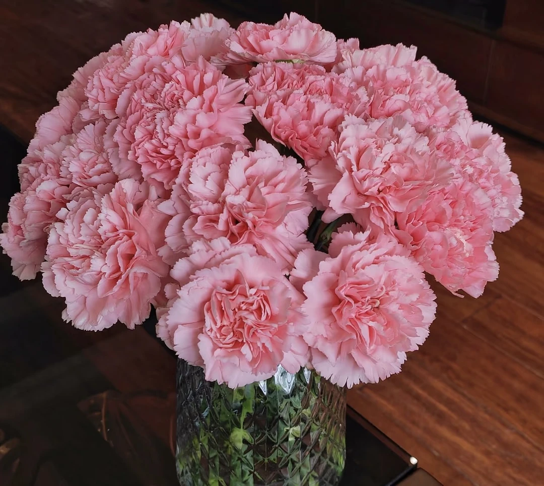 云南鲜花 粉钻单头康乃馨20支包邮昆明基地直发（16+4支防损耗）